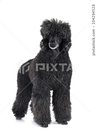 standard poodle in studio 104294528