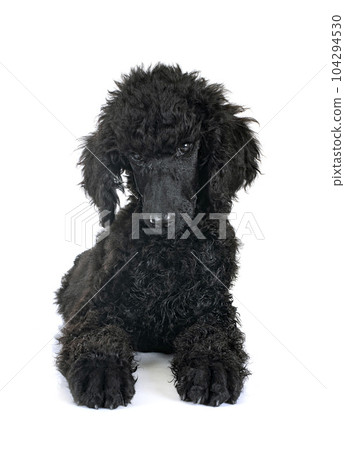 puppy standard poodle in studio 104294530