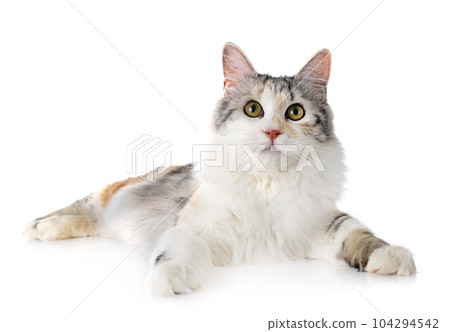 Kurilian Bobtail in studio 104294542