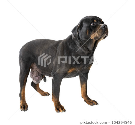 rottweiler tumor in studio 104294546