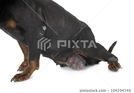 rottweiler tumor in studio 104294548