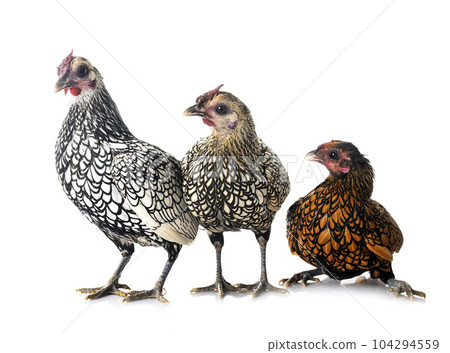 Sebright chicken in studio 104294559