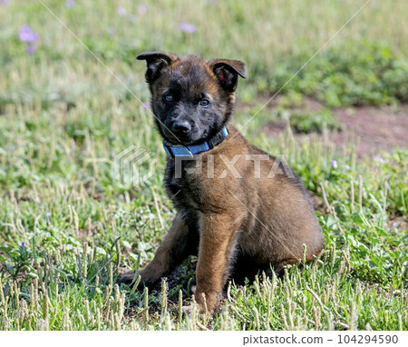 puppy belgian shepherd in nature 104294590