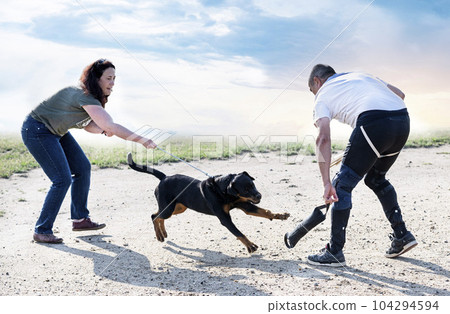 training of puppy rottweiler training of puppy rottweiler 104294594