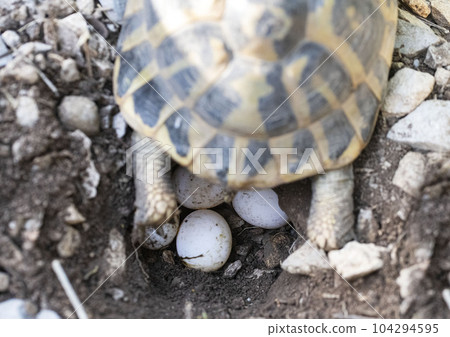 Eggsof a Hermann s tortoise Testudo hermanni 104294595
