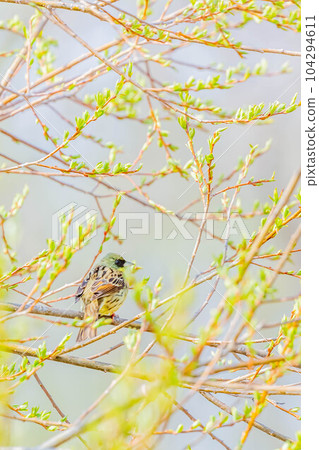 青吉 青吉 104294611