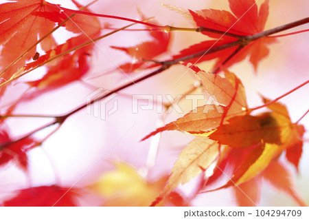 Autumn scenery 104294709