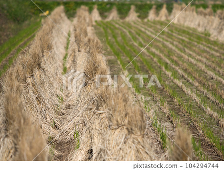 A paddy field after rice harvesting drying rice straw bundles A paddy field after rice harvesting drying rice straw bundles 104294744