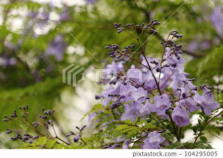 Jacaranda that blooms bluish-purple flowers in early summer 104295005