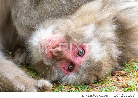 Japanese macaque close-up Arashiyama Monkey Park Iwatayama Japanese macaque close-up Arashiyama Monkey Park Iwatayama 104295198
