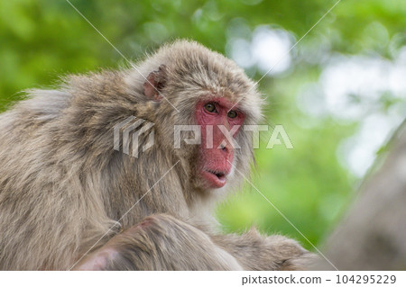 Japanese macaque Arashiyama Monkey Park Iwatayama Japanese macaque Arashiyama Monkey Park Iwatayama 104295229