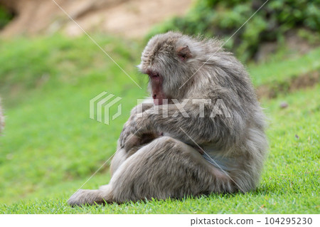 Japanese macaque Arashiyama Monkey Park Iwatayama Japanese macaque Arashiyama Monkey Park Iwatayama 104295230