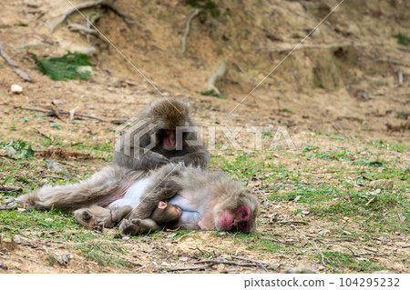 Japanese macaques that grow hair Arashiyama Monkey Park Iwatayama Japanese macaques that grow hair Arashiyama Monkey Park Iwatayama 104295232