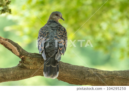 Turtledove  104295250