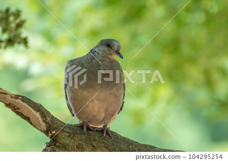 Turtledove  104295254
