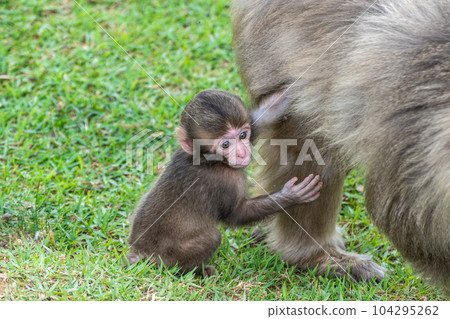 Children of Japanese monkeys Arashiyama Monkey Park Iwatayama Children of Japanese monkeys Arashiyama Monkey Park Iwatayama 104295262