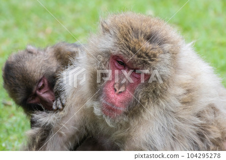 Japanese macaques that grow hair Arashiyama Monkey Park Iwatayama Japanese macaques that grow hair Arashiyama Monkey Park Iwatayama 104295278