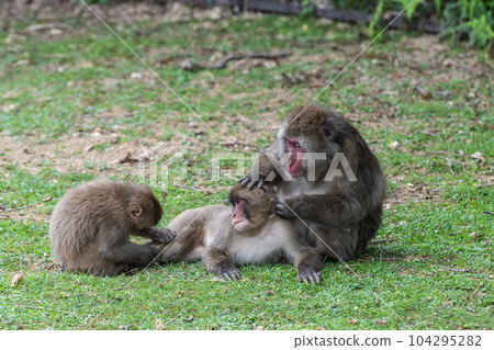 Japanese macaques that grow hair Arashiyama Monkey Park Iwatayama Japanese macaques that grow hair Arashiyama Monkey Park Iwatayama 104295282