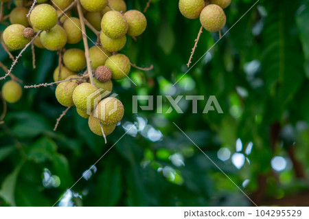 Longan orchards - Tropical fruits young longan in Thailand Longan orchards - Tropical fruits young longan in Thailand 104295529