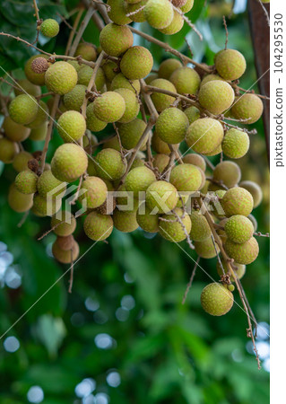Longan orchards - Tropical fruits young longan in Thailand Longan orchards - Tropical fruits young longan in Thailand 104295530