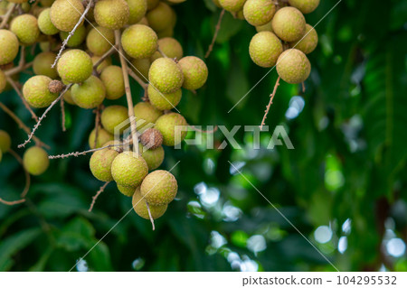 Longan orchards - Tropical fruits young longan in Thailand Longan orchards - Tropical fruits young longan in Thailand 104295532