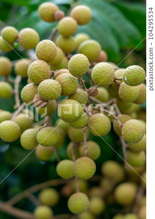 Longan orchards - Tropical fruits young longan in Thailand Longan orchards - Tropical fruits young longan in Thailand 104295534