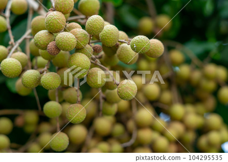 Longan orchards - Tropical fruits young longan in Thailand Longan orchards - Tropical fruits young longan in Thailand 104295535