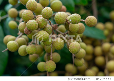 Longan orchards - Tropical fruits young longan in Thailand Longan orchards - Tropical fruits young longan in Thailand 104295537