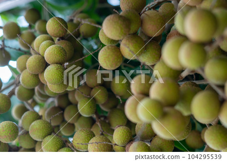 Longan orchards - Tropical fruits young longan in Thailand 104295539