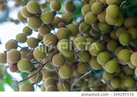 Longan orchards - Tropical fruits young longan in Thailand Longan orchards - Tropical fruits young longan in Thailand 104295558