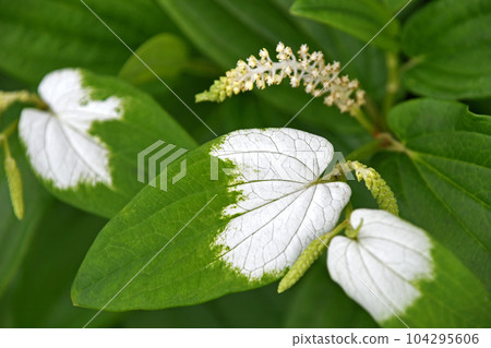 雨季綻放的寒閣壽白葉白花 雨季綻放的寒閣壽白葉白花 104295606