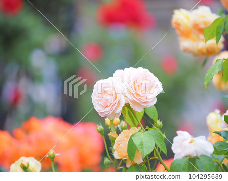 Hokkaido scenery Shiroi Koibito Burke's rose garden 104295689