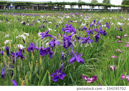 Rainy season image (iris) Rainy season image (iris) 104295702