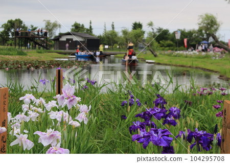 Rainy season image (iris) 104295708