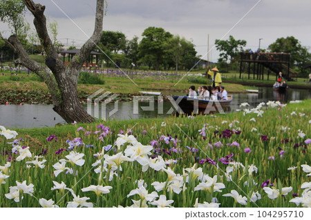 Rainy season image (iris) 104295710