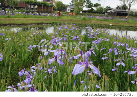 雨季圖像(虹膜) 雨季圖像(虹膜) 104295723