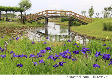 Rainy season image (iris) Rainy season image (iris) 104295730