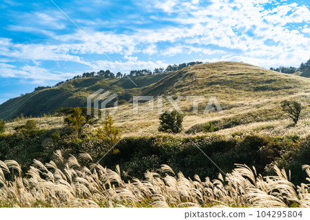 Inatori Hosono Kogen's Pampas Grass Fields on a Sunny Autumn Day 2, Higashiizu-cho, Kamo-gun, Shizuoka Prefecture Inatori Hosono Kogen's Pampas Grass Fields on a Sunny Autumn Day 2, Higashiizu-cho, Kamo-gun, Shizuoka Prefecture 104295804