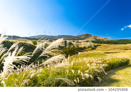 Inatori Hosono Kogen's pampas grass field 4 in autumn, Higashiizu-cho, Kamo-gun, Shizuoka Prefecture 104295806