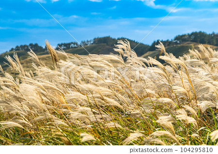 The pampas grass of the Inatori Hosono Highlands on a sunny autumn day in Higashiizu-cho, Kamo-gun, Shizuoka Prefecture The pampas grass of the Inatori Hosono Highlands on a sunny autumn day in Higashiizu-cho, Kamo-gun, Shizuoka Prefecture 104295810
