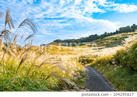 Inatori Hosono Kogen's pampas fields and promenade in sunny autumn 5 Higashiizu-cho, Kamo-gun, Shizuoka Prefecture 104295827