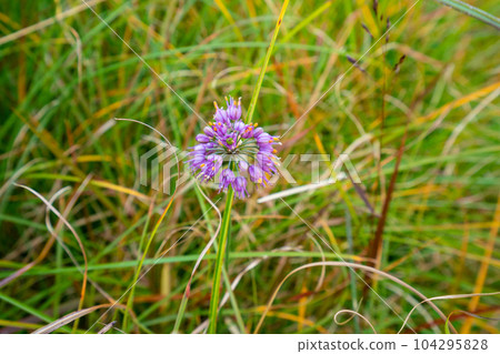 Wild shallots blooming in the Inatori Hosono Plateau, Higashiizu-cho, Kamo-gun, Shizuoka Prefecture 104295828