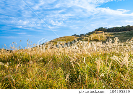 16 Japanese pampas grass field in Inatori Hosono Kogen in sunny autumn Higashiizu-cho, Kamo-gun, Shizuoka 16 Japanese pampas grass field in Inatori Hosono Kogen in sunny autumn Higashiizu-cho, Kamo-gun, Shizuoka 104295829