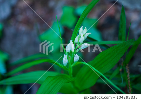 Sasabagin Orchid Sasaba Ginran 104295835