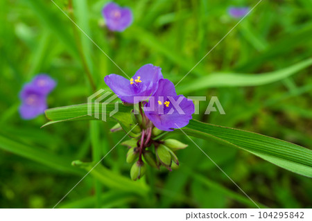 紫蜘蛛草繡球花 紫蜘蛛草繡球花 104295842