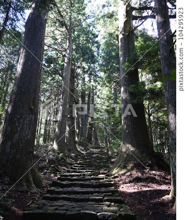 Kumano Kodo in Wakayama Prefecture 104295923