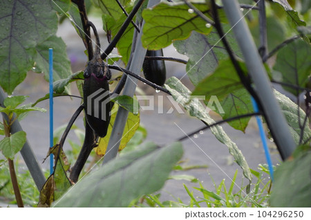 Eggplant of Harvest Eggplant of Harvest 104296250