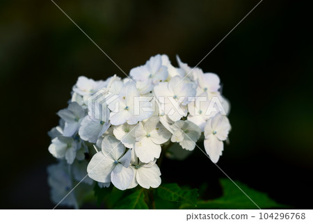 Hydrangea near Nasu Highway in Tochigi Prefecture Hydrangea near Nasu Highway in Tochigi Prefecture 104296768