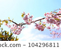 在藍天的櫻花 104296811