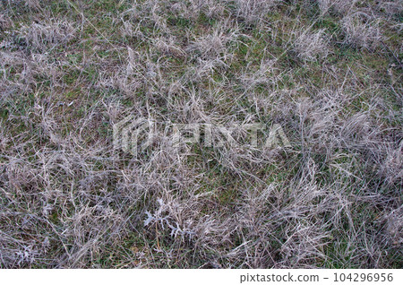 Dry grass on the meadow Dry grass on the meadow 104296956